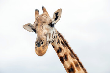 Isolated giraffe head on white background