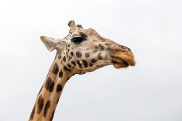 Isolated giraffe head on white background
