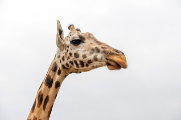 Naklejka premium Isolated giraffe head on white background