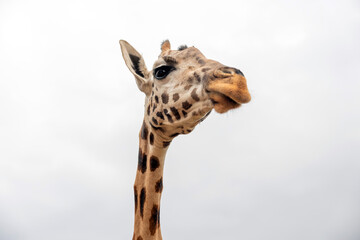 Isolated giraffe head on white background