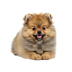 Obraz premium Cute Puppy Lying Down isolated on white or transparent background. PNG