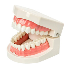 Obraz premium Teeth model isolated on transparent background 