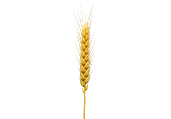 A golden wheat ear stands out against a black background, showcasing its detailed structure and rich color.