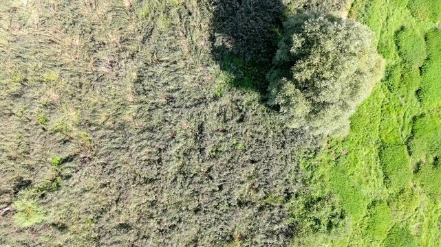 Top Down View of lake and swamp in summer