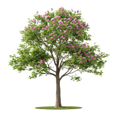 Obraz premium Pink Flower Tree, Isolated on Transparent Background, Full Bloom, Nature, Spring, tree, plant, flora
