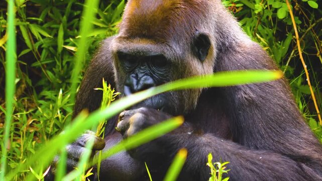 Close up of two gorillas sitting in the bushes and eting weeds on a sunny spring day