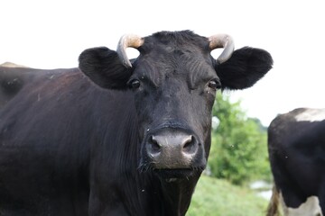 Beautiful cow grazing in meadow. Farm animal