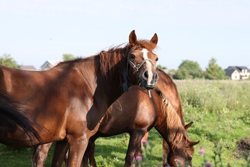 Obraz premium Beautiful horses grazing in meadow on sunny day