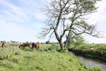 Beautiful horses grazing in meadow on sunny day