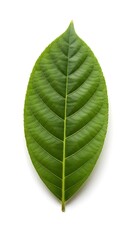 Obraz premium Close-up of a vibrant green leaf