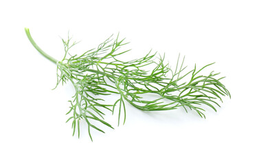 Twig of fresh dill isolated on white