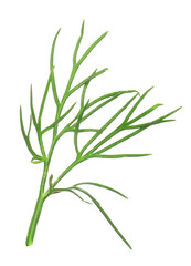 Twig of fresh dill isolated on white