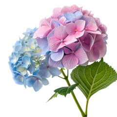 Hydrangea flower isolated on transparent background  
