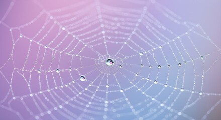 Obraz premium Purple spiderweb glistens with water droplets; abstract, clean texture for posters or website backgrounds.