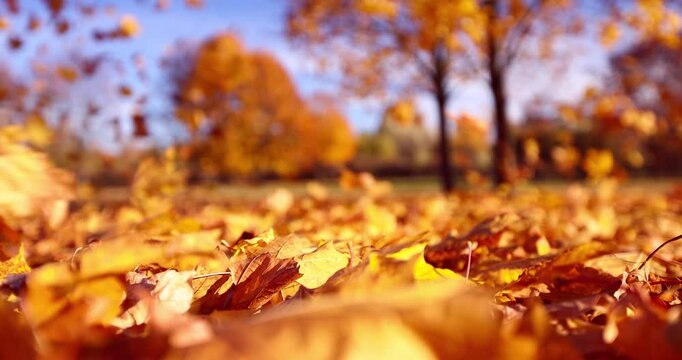 Falling leaves close-up. Autumn landscape with leaves against the backdrop of sunset sun