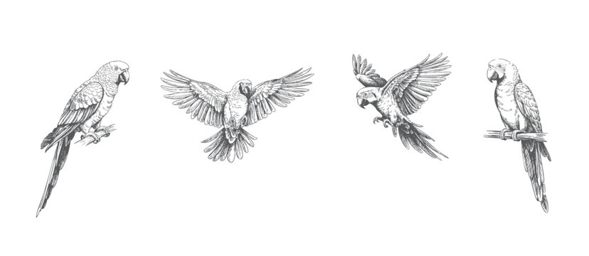 Vintage engraving of flying parrots with open wings. Antique hand-drawn parrots in flight, engraving style.
