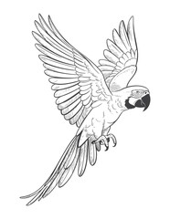 Vintage flying parrot illustration with wide wingspan. Engraved tropical macaw mid-flight with detailed feathers.
