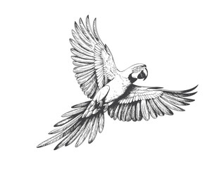 Vintage flying parrot illustration with wide wingspan. Engraved tropical macaw mid-flight with detailed feathers.
