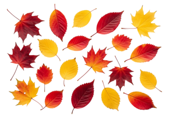 Vibrant autumn leaves in various shades of red and gold, arranged in a design against a striking black backdrop.