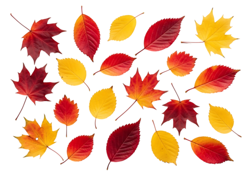 Vibrant autumn leaves in various shades of red and gold, arranged in a design against a striking black backdrop.