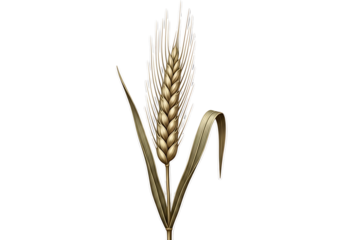 A detailed illustration of a wheat ear, showcasing intricate details and warm golden hues against a stark black backdrop.