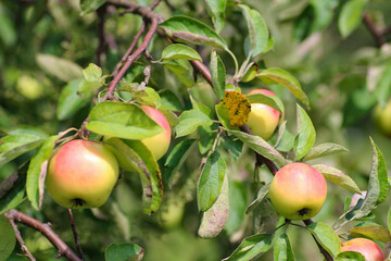 Apples on a branch