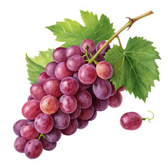 Fototapeta premium Watercolor Red Grapes Bunch, Leaves, Isolated on Transparent Background, Realistic Illustration, Fruit Design, grape, watercolor, illustration