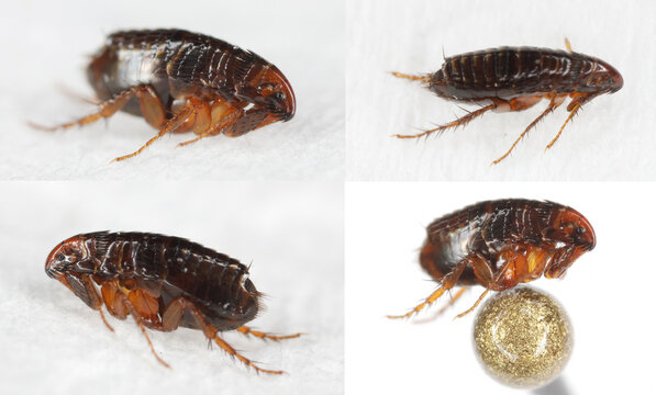 A flea in various shots. High magnification and details.