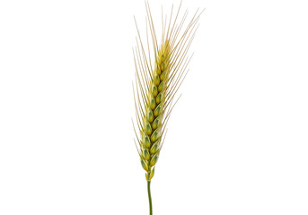 A single, vibrant wheat ear stands out against a pure black background, showcasing its golden-yellow and greenish hues.
