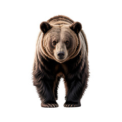 Fototapeta premium brown bear on white background