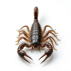 Close-Up of Scorpion on White Background