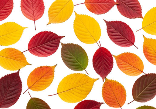 Vibrant autumn leaves in various shades of red, yellow, and orange, artfully arranged on a black backdrop, showcasing a kaleidoscope of autumnal hues.
