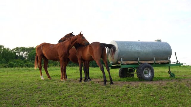 Group of horses standing near a water barrel in a German meadow, mutually scratching backs under overcast daylight, filmed with a medium shot capturing their interaction and surroundings.