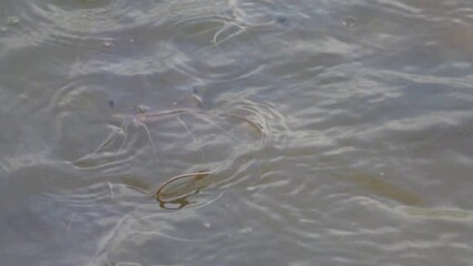 clarias gariepinus also known as the african sharptooth catfish is a hardy freshwater species valued for aquaculture fast growth adaptability and food production