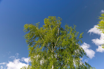 green foliage on birch trees in spring, beautiful green birch foliage against the blue sky in spring weather