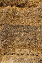 stacks and left on the field for storage, golden wheat straw used in agriculture and animal husbandry, closeup