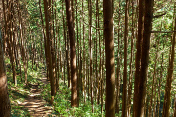 Fototapeta premium Japanese cedar forest (Cryptomeria japonica) in the Japanese mountains, lush green natural landscape.