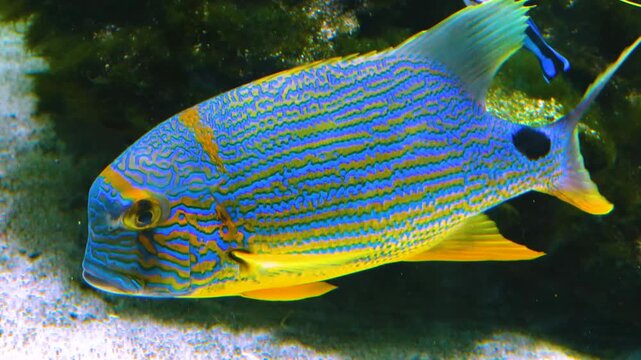 Close up view of a yellow and turquise sail fin snapper fish  swimming around with a cleaner fish underwater