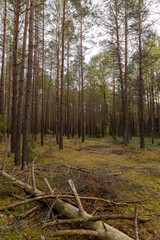 tall pine trees in a coniferous forest in the autumn season during leaf fall, changes in nature during the autumn season in a forest with old and tall pines