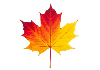 Obraz premium Vibrant autumnal maple leaf displays a striking blend of fiery red and sunny yellow hues against a stark black background.