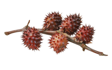 Castor on white background,png