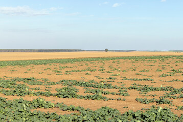 autumn landscape in an agricultural field with green shoots of cabbage and other plants to ensure...
