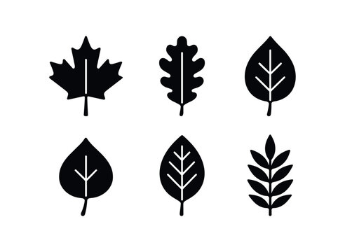 vector solid black filled icons leaf peeping season (tree species): maple leaf oak leaf birch leaf aspen leaf beech leaf sumac leaf.