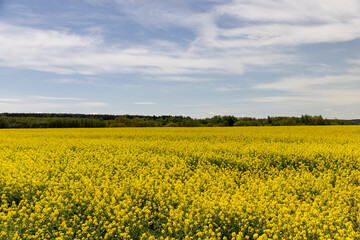 Fototapeta premium a field with blooming yellow rapeseed flowers in the spring season, a beautiful field with rapeseed flowers for the production of oil and other food products
