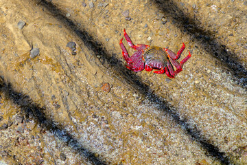 Red Sally Lightfoot Crab on Volcanic Rock