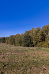 a field with dry, yellowing vegetation and a mixed forest during fall foliage, an autumn landscape in a field with trees in a forest during changes in nature