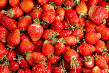 crated harvest of red sweet strawberries , red ripe strawberries after harvesting and preparing berries for sale