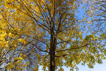 the orange foliage of maples hanging on the branches of a tree during the autumn fall 