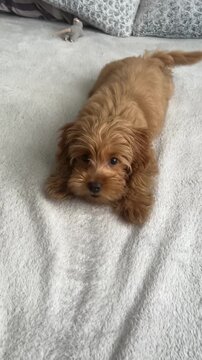 Sweet fluffy brown puppy lying flat on cozy white bedspread with pillows in bright comfortable bedroom