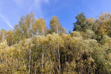 Fototapeta premium deciduous trees in a mixed forest with colorful foliage in the autumn season, beautiful colorful foliage of trees in the autumn season before leaf fall against the background of a blue sky with clouds